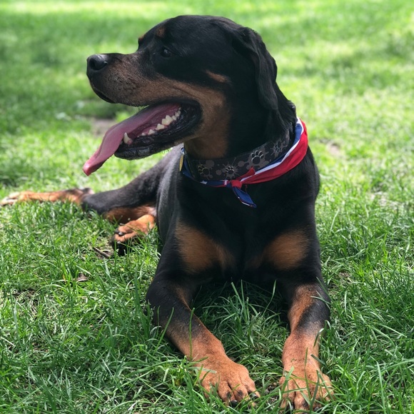 I’m excited to be on Poshmark! Check out my closet - Picture 5 of 5